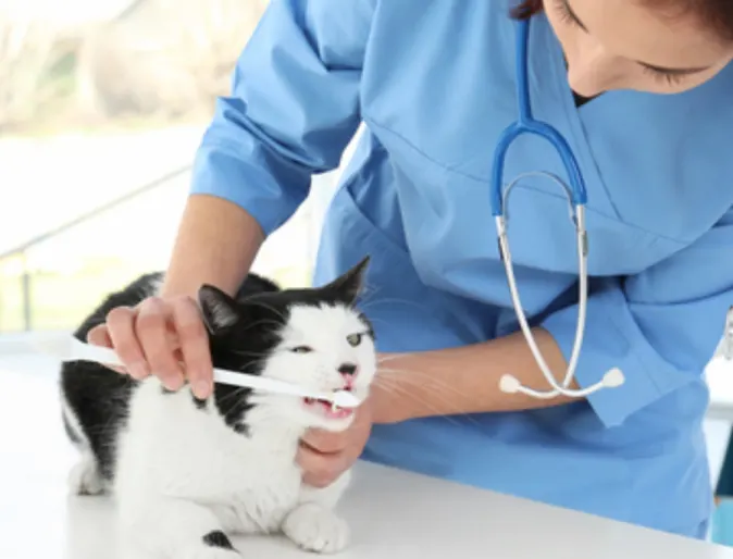 A Black & White Cat Getting its Teeth Brushed